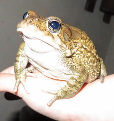 Sclerophrys gutturalis