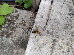 Vespula