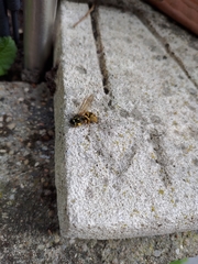 Vespula