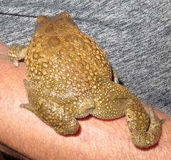 Sclerophrys gutturalis