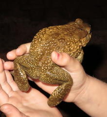 Sclerophrys gutturalis