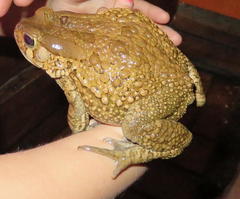 Sclerophrys gutturalis