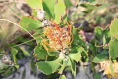 Leucospermum innovans