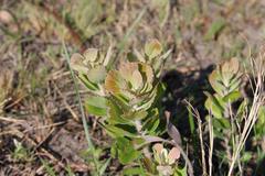 Leucospermum innovans