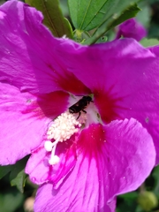 Hymenoptera