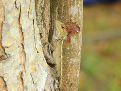 Calotes versicolor