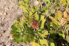 Leucospermum innovans