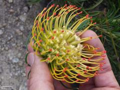 Leucospermum lineare