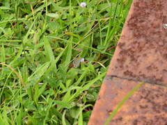 Lycaenidae