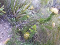 Leucospermum lineare