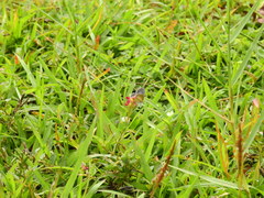 Lycaenidae