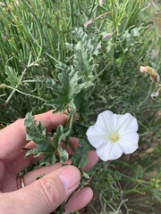 Convolvulus capensis