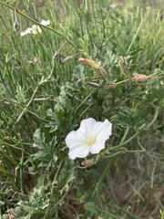 Convolvulus capensis