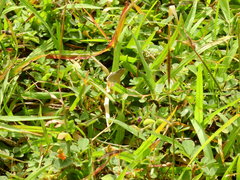 Lycaenidae