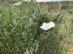 Convolvulus capensis