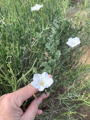 Convolvulus capensis