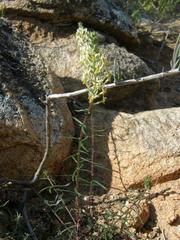 Hebenstretia parviflora