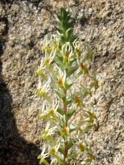 Hebenstretia parviflora
