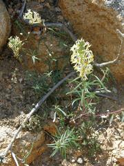 Hebenstretia parviflora