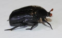 Oplostomus fuligineus