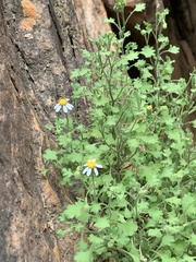 Senecio tortuosus