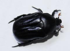 Oplostomus fuligineus