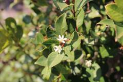Pseudoscolopia polyantha