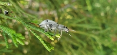 Ericydeus lautus