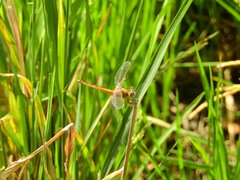 Crocothemis servilia