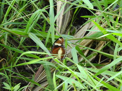 Hypolimnas bolina