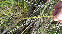 Triglochin elongata