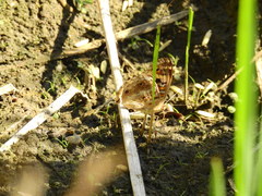 Junonia orithya