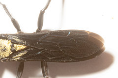 Sphex pensylvanicus