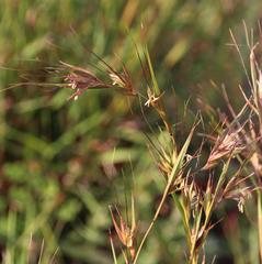 Themeda triandra