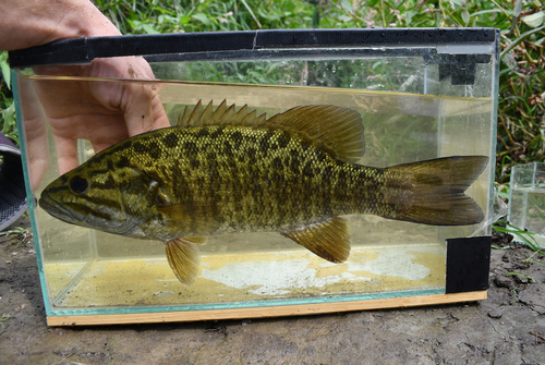 Smallmouth Bass