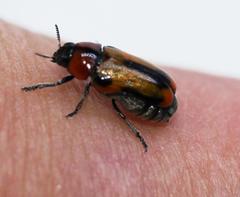 Peploptera