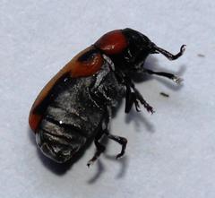 Peploptera