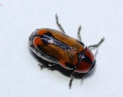Peploptera