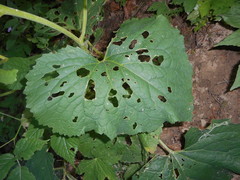 Adenostyles australis