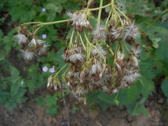 Adenostyles australis