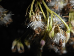 Adenostyles australis