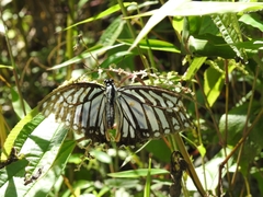Graphium xenocles