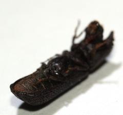 Bostrychoplites cylindricus