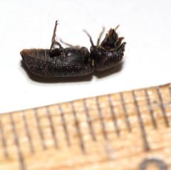 Bostrychoplites cylindricus