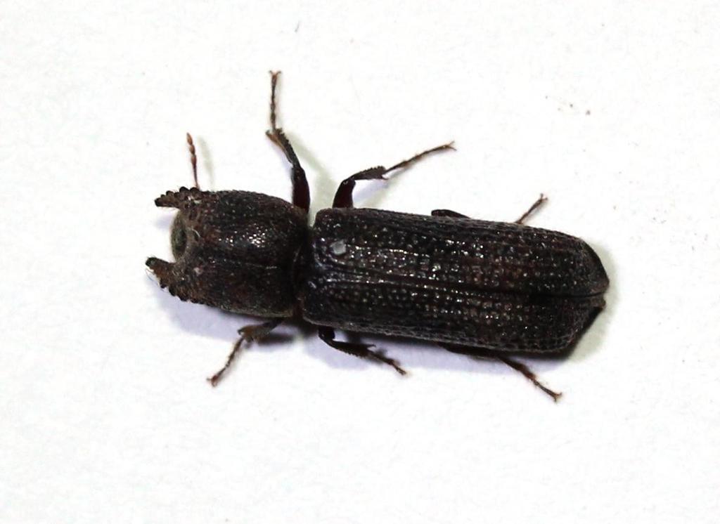 Bostrychoplites cylindricus