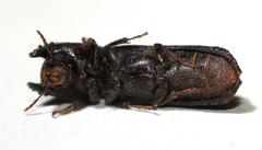 Bostrychoplites cylindricus