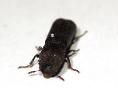 Bostrychoplites cylindricus