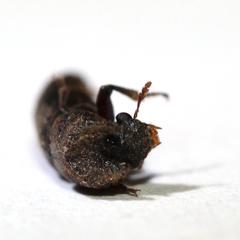 Bostrychoplites cylindricus