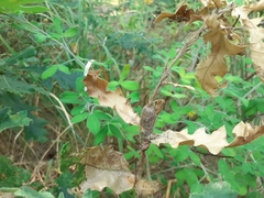 Pseudoneuroterus macropterus