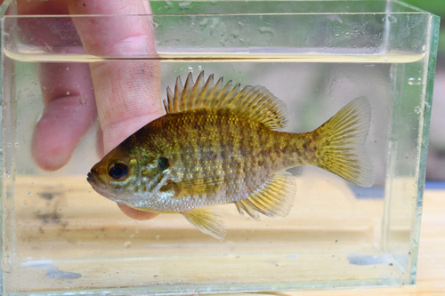 Pumpkinseed × Bluegill